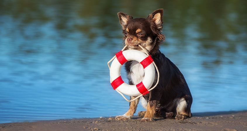 A dog holds a life saving ring by the water.