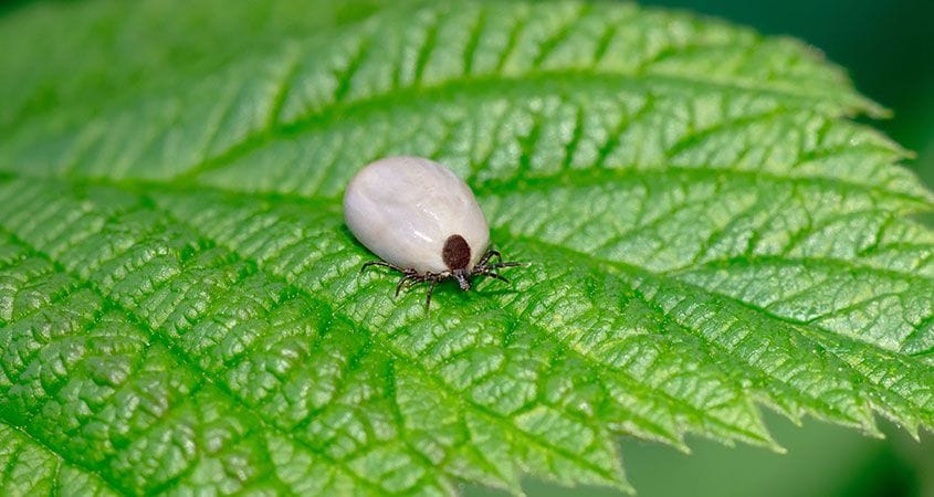 a tick is on a leaf, ready to jump