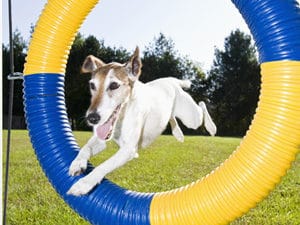 dog jumps through hoop in obstacle course