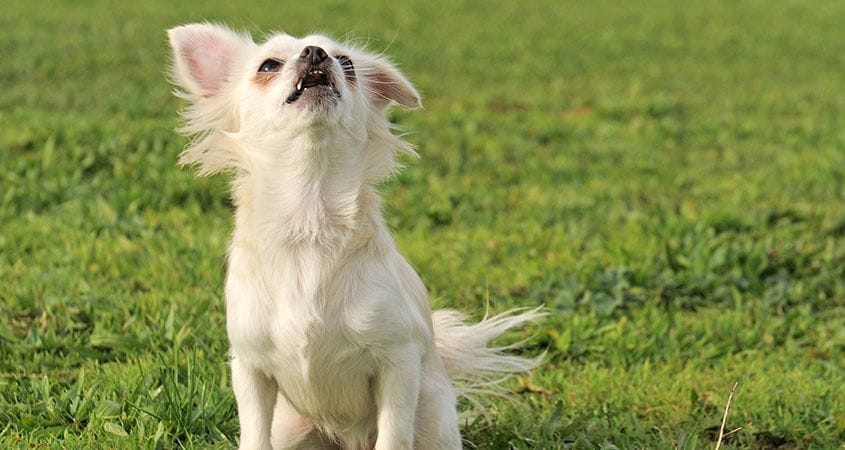 A dog barks outside for no reason.