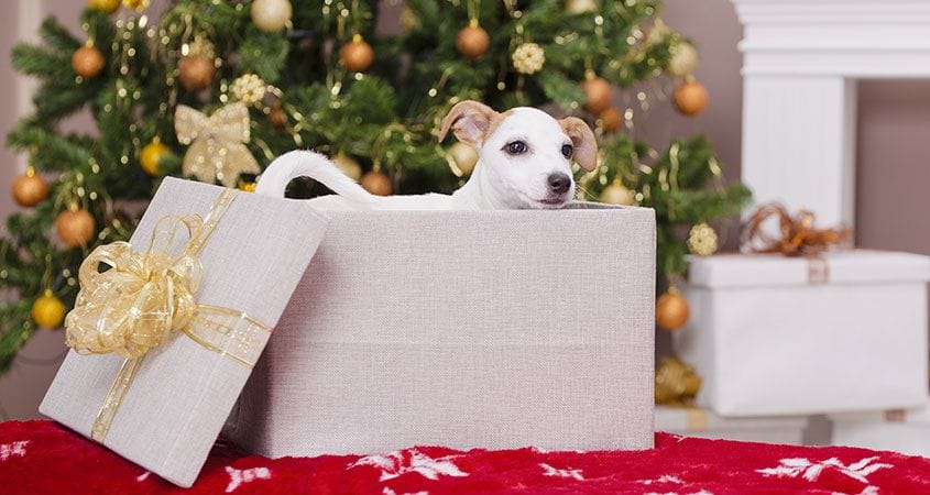 A puppy waits under the tree on Christmas morning