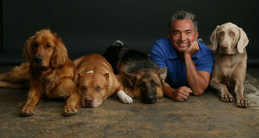 Cesar Millan with a pack of dogs