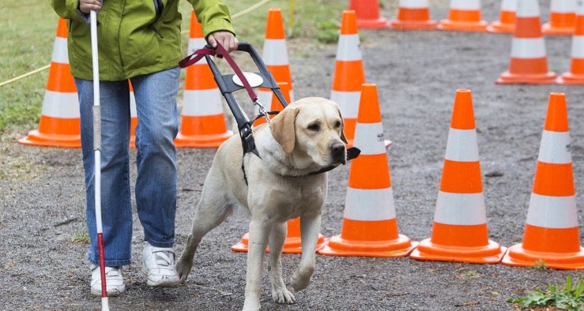 A dog trains at guide dog school