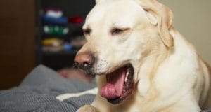 A guide dog sits with his trainer