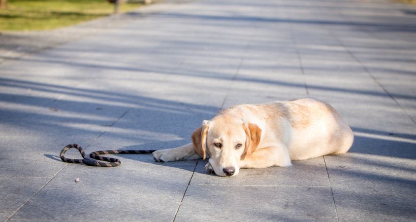 A dog lays down after a long walk.