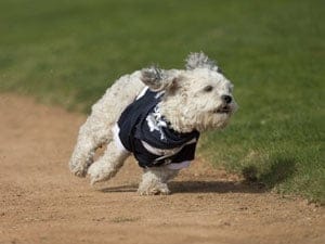 Hank the Brewers dog takes a run around the field