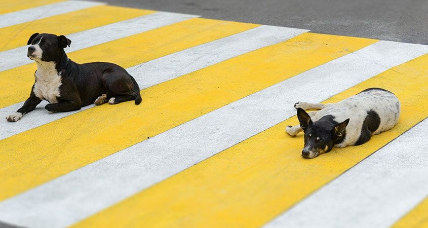 Two dogs lay in the middle of a walkway in the street.