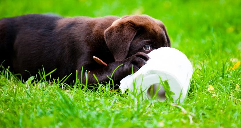 A puppy plays with a roll of toilet paper outside