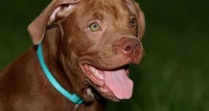 a pit bull sits outside after going for a walk