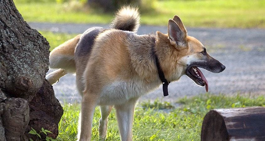 a dog takes a potty break on a summer day