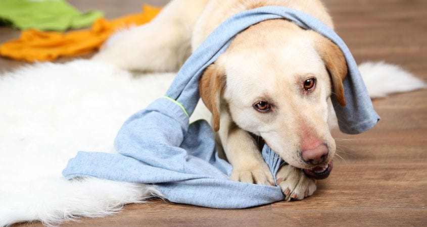 a dog chews on a blanket