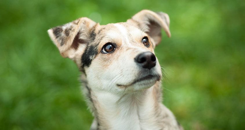 a dog sits outside waiting for ball to be thrown