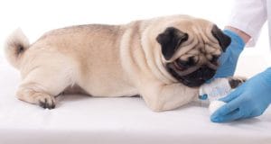 a dog receives first aid for an injury