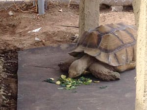 John-the-tortoise-enjoys-a-meal