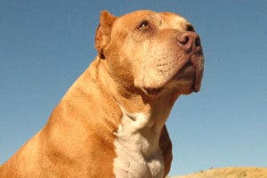 pit bull against blue sky