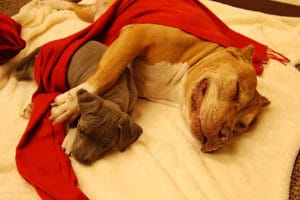 Daddy and Junior sleeping pit bulls