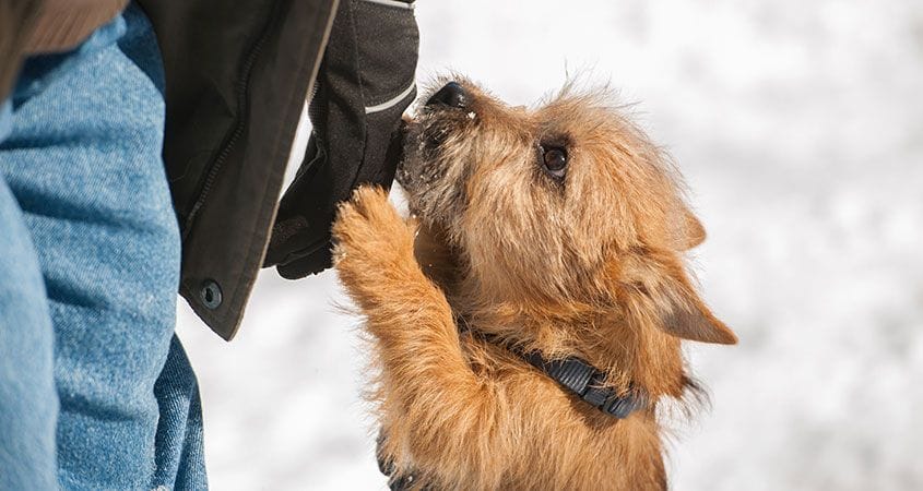 A dog jumps up on a guest visiting