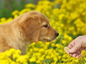 A dog gets a treat for good behavior