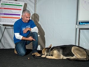 Cesar Millan with a german shepherd