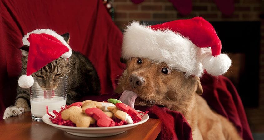 a puppy enjoys some dog-friendly holiday treats