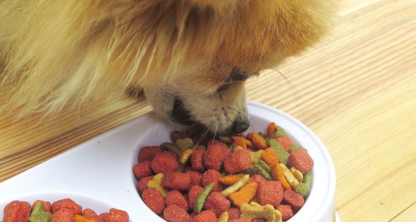 a dog enjoys his dinner