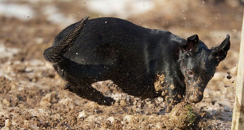 A small dog digs in the dirt.