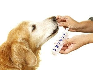 giving dog a pill