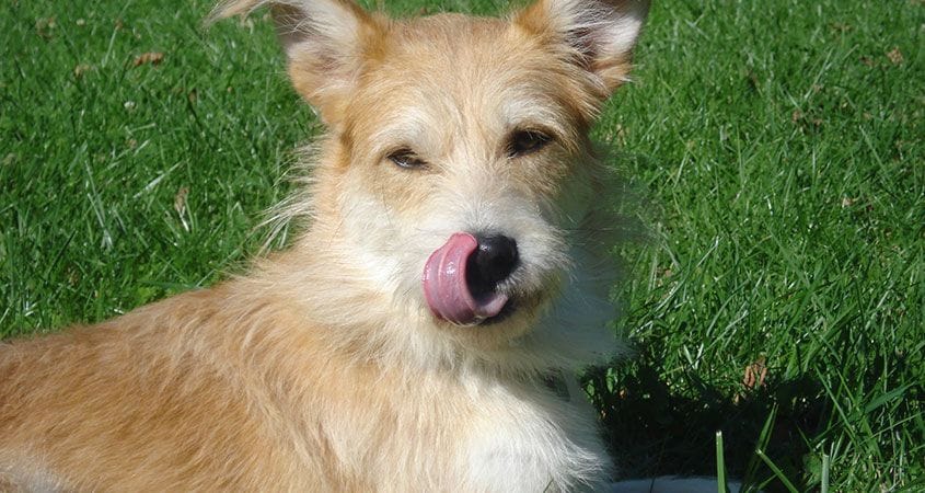 an unneutered dog lays in the grass on a warm sunny day