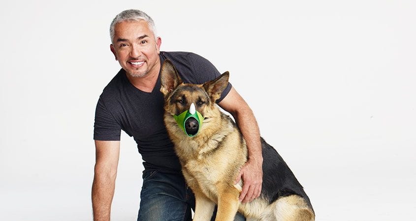 Ceaser Millan with a dog showing new Funny Muzzle that is safer for dogs