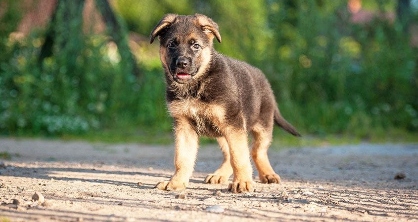 A puppy plays outside