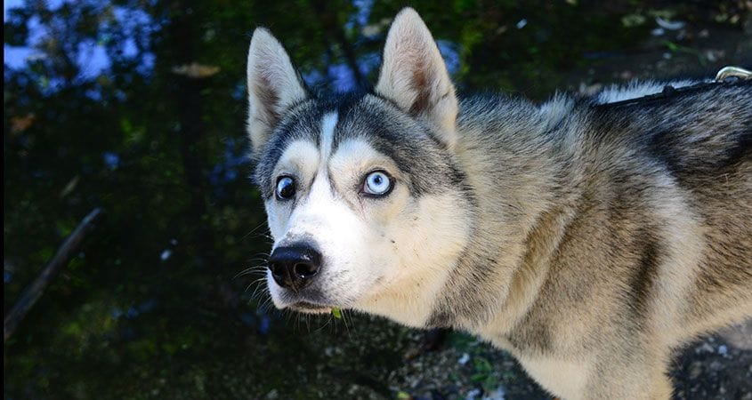 A dog hears a sound that scares him