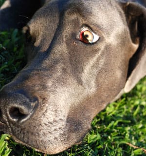 a dog goes through shock.