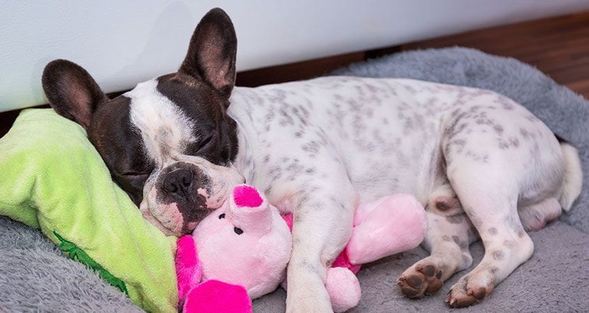 a puppy snuggles with her favorite toy