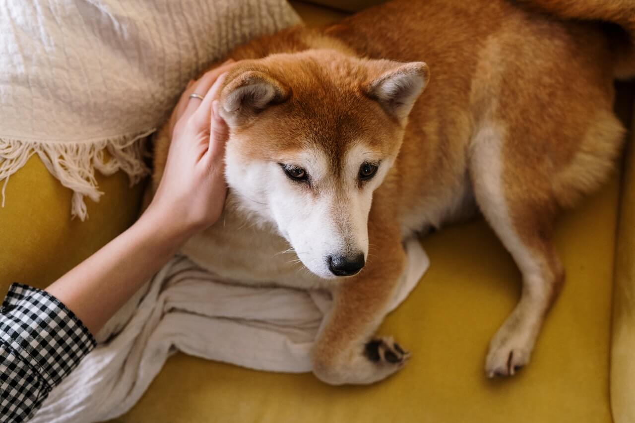 a dog rests after receiving care at the vet.