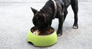 A dog eats his food too quickly.