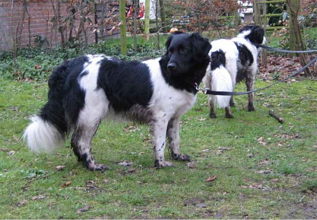 stabyhoun dog breed