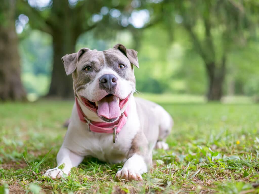 A Staffordshire bull terrier sits outside.