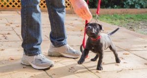 a puppy gets a treat after a job well done.