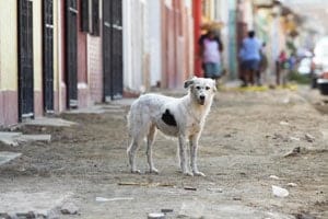 A stray dog wonders the streets.