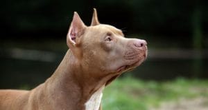 brown pit bull