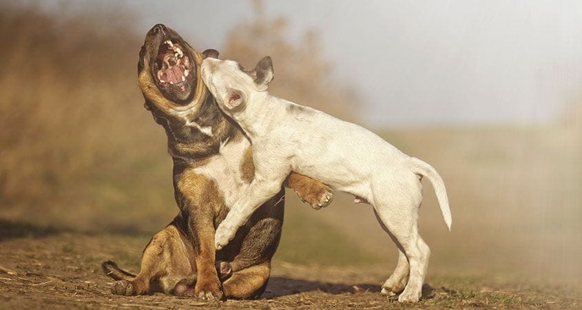 two dogs fighting