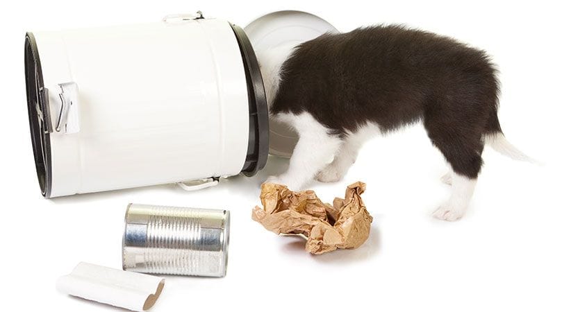 A dog digs in the trash looking for a snack.