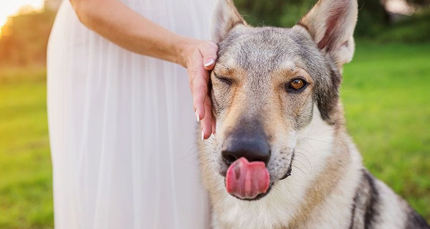 a woman pets her dog after a walk