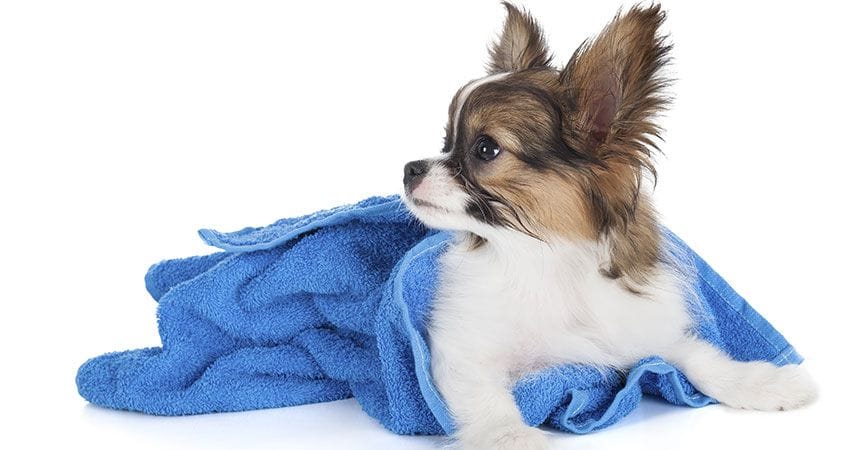 A dog snuggles in her favorite blanket before going to sleep.