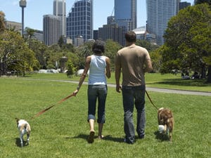 couple-walks-their-dogs-at-the-park