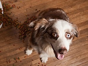 dog waiting for a meal