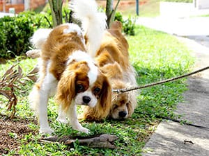 two dogs near sidewalk