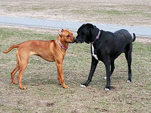 black dog and brown dog nudge