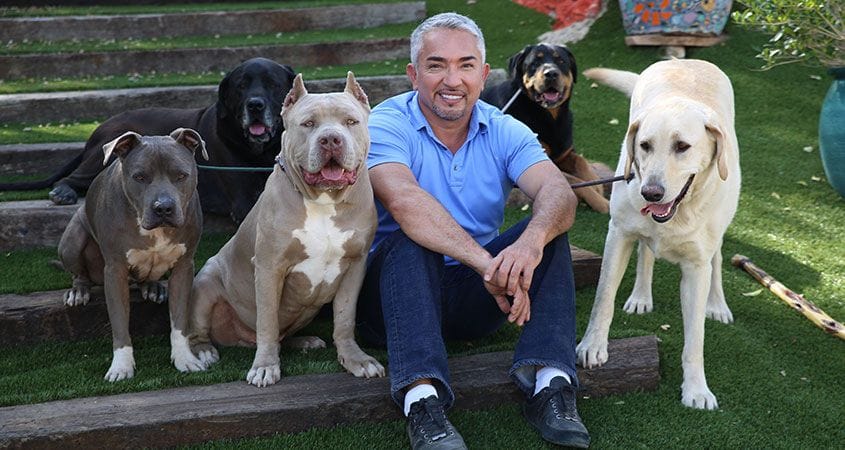 Cesar Millan with a pack of dogs