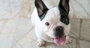 a dog sits on the floor waiting for attention